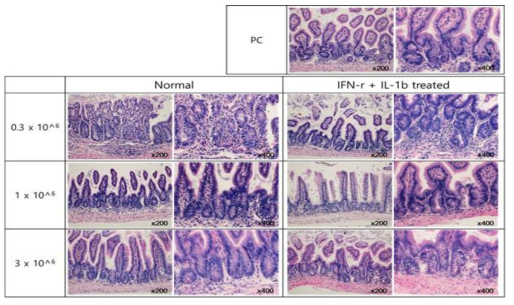 중간엽 유래 줄기세포 치료제의 intestinal GVHD에 대한 효과 비교 : 중간엽 줄기세포 1x10^6 투여시 가장 유효하게 intestinal GVHD를 조절할 수 있음을 규명함