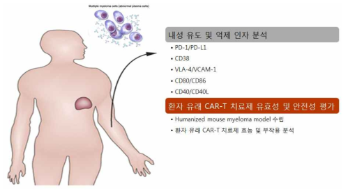 환자 유래 항골수종 CAR-T 세포치료제 연구 개발 개요