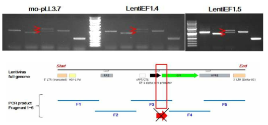 유전자도입용 렌티바이러스 전체 유전자 중 promotor 말단의 유전자 결손부위 확인