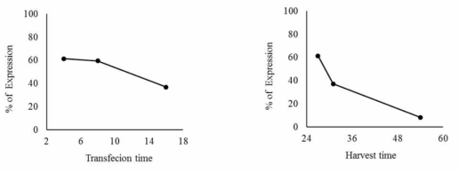 Transfection & harvest time에 따른 GFP 발현율