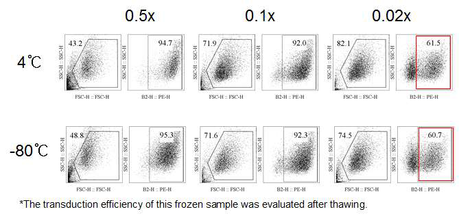 렌티바이러스 동결 보관 후 해동 시 유전자 도입 효율 확인
