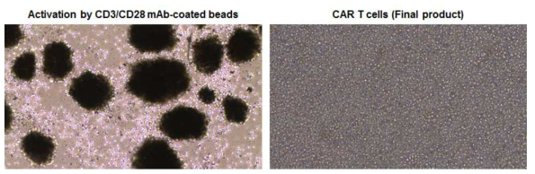 T 세포 활성화 과정 및 배양 최종일 T 세포 현미경 사진