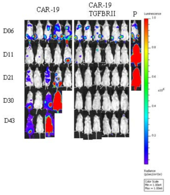CAR-19-TGFBRII 동물 효능시험