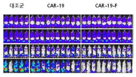 내성암 극복 후보물질 CAR-T 세포의 동물시험