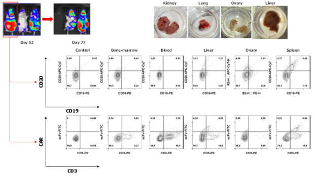 항암 예비시험 Day 60일차 마우스 장기내 암세포 및 CAR-T 세포의 분포