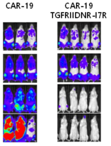 우성음성수용체 signal conversion CAR-T 후보 내성암 극복 T 세포의 In-vivo 동물 효능시험