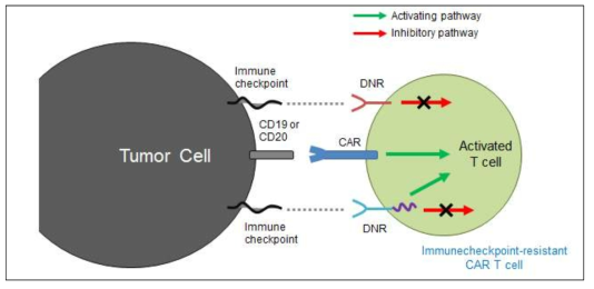 면역억제인자 저항성‑CAR-T 세포의 항암 내성 극복 및 세포살상 효과(cytotoxic effect) 강화 개념도