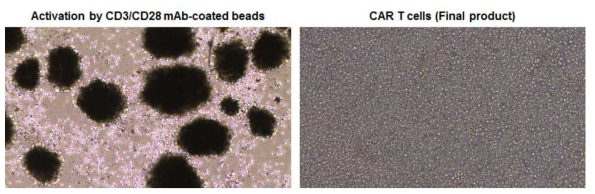 T 세포 활성화 과정 및 배양 최종일 T 세포 현미경 사진