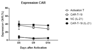 IL-21 싸이토카인 첨가에 따른 안정적인 CAR 발현율