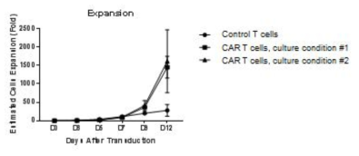 CAR-T 세포의 증식률