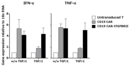 TGF-β 재조합 단백질 첨가에 따른 cytokine 분비량 확인