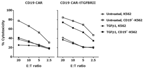 TGFBRⅡ의 우성음성수용체(tRGFBRⅡ)가 첨가된 CD19 CAR-T의 세포독성 평가