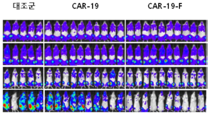 내성암 극복 후보물질 CAR-T 세포의 동물시험