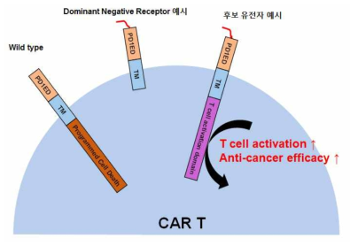 T 세포 항암활성을 증가시킬 수 있는 CAR T 개발 모식도