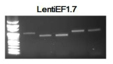LentiEF1.7 벡터를 이용하여 제조한 렌티바이러스의 전체 유전자 완전성 확인