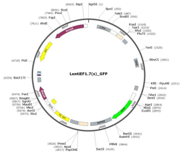 유전자 도입용 렌티바이러스 전달 벡터로 최종 선정된 LentiEF1.7 유전자 지도