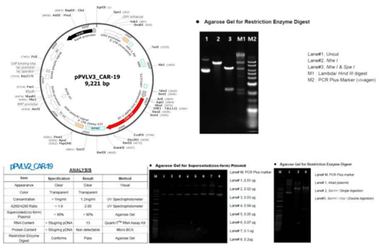 pPVLV3_CAR-19 유전자 도입 벡터의 유전자 지도 및 제한효소 처리에 의한 염기서열 확인