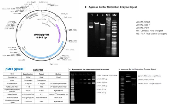 pMDLg/pRRE packaging 플라스미드의 유전자 지도 및 제한효소 처리에 의한 염기서열 확인