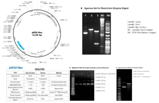 pRSV-Rev packaging 플라스미드의 유전자 지도 및 제한효소 처리에 의한 염기서열 확인
