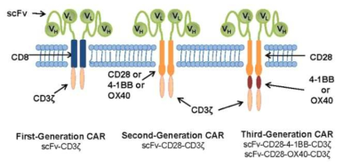 Chimeric Antigen Receptor (CAR)의 구조: 1 ~ 3 세대 CAR 구조