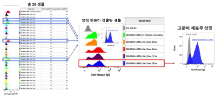 재조합 EBV양성 위암 특이 항원-항체 융합 anti-human DEC205 단백질을 발현, 분비하는 CHO 세포주 제조 및 특이성 검증