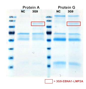 EBNA1/LMP2A-3G9 항체 단백질 정제 조건 확인. Protein A 또는 Protein G가 conjugation되어 있는 bead에 EBNA1/LMP2A-3G9 항체 단백질을 생산하는 CHO세포주 배양액을 O/N으로 반응시킨 후 coomassie blue assay로 확인한 결과