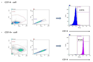 PBMC에서 분리한 CD14-/+ 세포의 purity