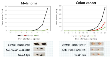 Melanoma, colon cancer 마우스 모델에서의 TregL1 항체 기능 검증