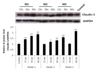 마이크로파 플라즈마 처리 후 창상조직에서의 claudin-1 발현