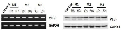 point jet 처리 시, 섬유아세포의 VEGF 발현확인