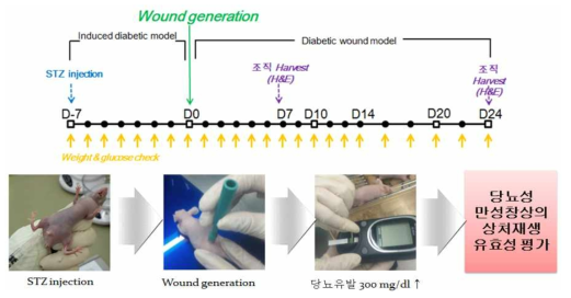 당뇨성 만성창상 동물모델 확립
