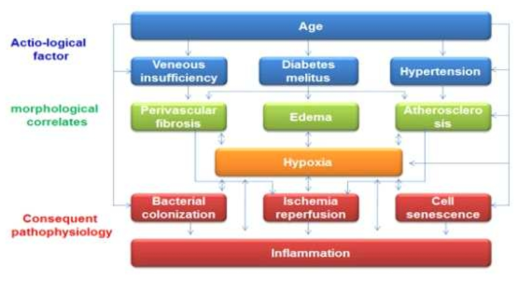 Chronic wound pathogenesis