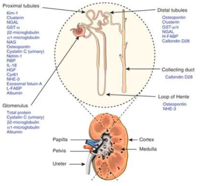 신장손상의 바이오마커. Bonventre et al, 2010