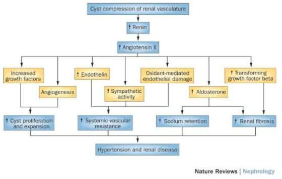 Angiotensinogen의 역할. Schrier et al, 2015