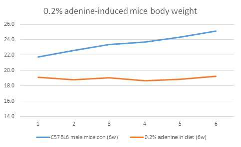 0.2% adenine 함유 사료를 6주 동안급여하여 질환을 유도한 1차 실험의 마우스의 무게 변화