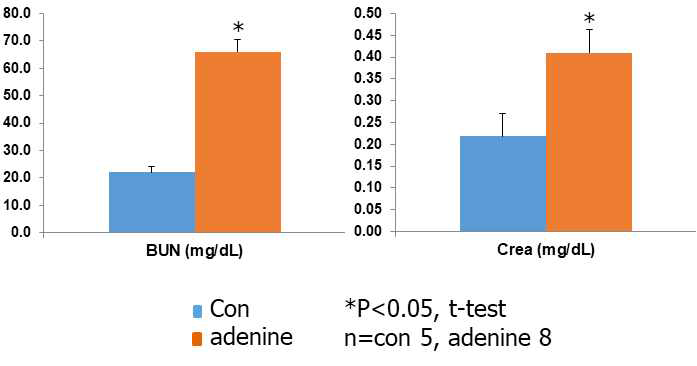 0.2% adenine 함유 사료를 6주 동안급여하여 질환을 유도한 1차 실험의 마우스의 BUN과 Crea의 변화