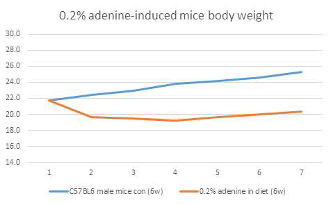 0.2% adenine 함유 사료를 6주 동안급여하여 질환을 유도한 2차 실험의 마우스의 무게 변화