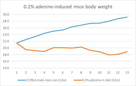 0.2% adenine 함유 사료를 12주 동안 급여하여 질환을 유도한 마우스의 무게 변화