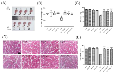 Cisplatin에 의한 근육 손상 모델에서 magnolol의 근섬유 보호 효과