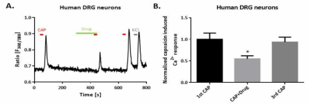 후근절 신경세포 내 통증 담당 수용체의 기능억제 확인 A) 인간 면역-신경세포 공동배양을 기반으로 TRPV1 길항제 처리를 통해 인간 후근절 신경세포의 TRPV1-mediated Ca2+ transient가 억제된 것을 확인 B) 표준화 한 TRPV1-mediated Ca2+ transient 정도를 나타낸 그래프. (* p < 0.05)