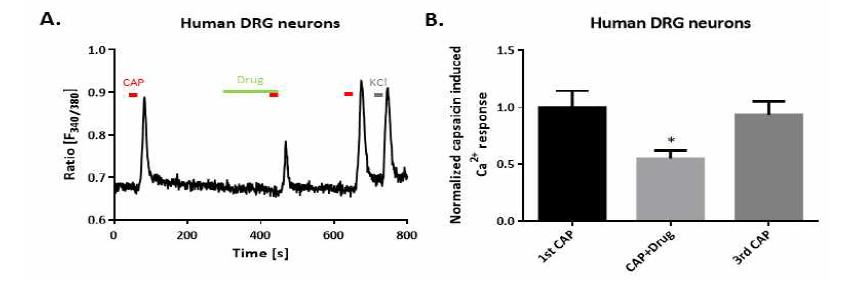 후근절 신경세포 내 통증 담당 수용체의 기능억제 확인 A) 인간 면역-신경세포 공동배양을 기반으로 TRPV1 길항제 처리를 통해 인간 후근절 신경세포의 TRPV1-mediated Ca2+ transient가 억제된 것을 확인 B) 표준화 한 TRPV1-mediated Ca2+ transient 정도를 나타낸 그래프. (* p < 0.05)