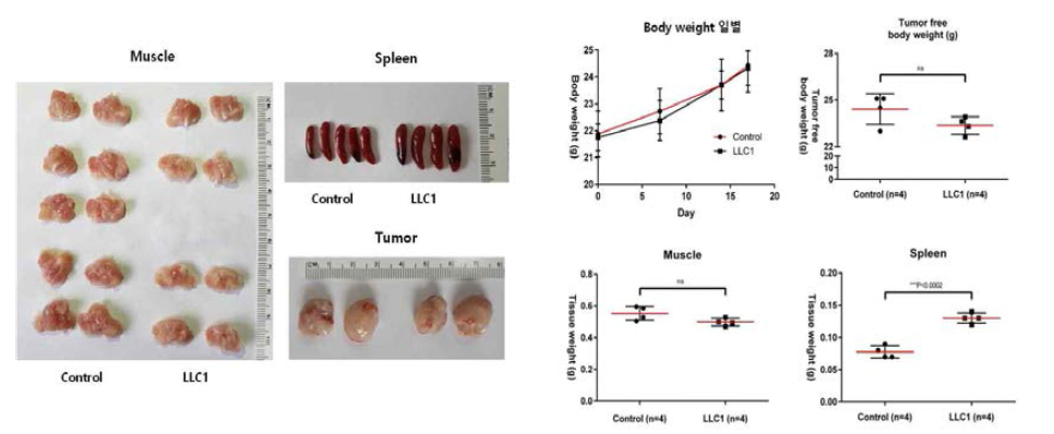 LLC1 세포를 주입한 후 17일 뒤 쥐의 비장 무게 증가와 몸무게, 근육의 무게 감소 확인