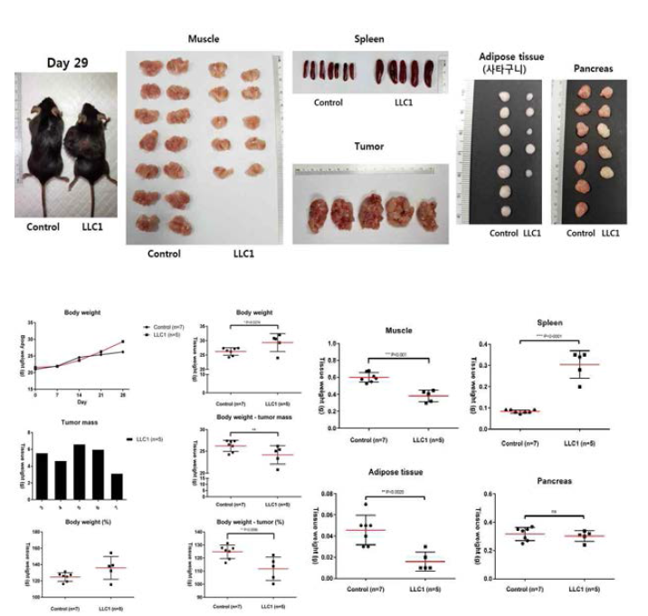 그림 LLC1 세포를 주입한 후 29일 후 쥐의 비장 무게 증가와 몸무게, 근육의 무게 감소 확인