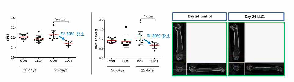 암성 액액질 마우스 femur의 골밀도 및 부피 분석