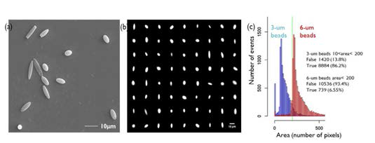 (a) 다양한 크기와 모양을 가지는 PS 입자 SEM 이미지 (b) 형광 신호를 바탕으로 측정된 sCMOS 이미지 (c) 입자로부터 방출된 파장과 입자 크기에 따라 iIACS 시스템에서 분류한 입자들의 히스토그램