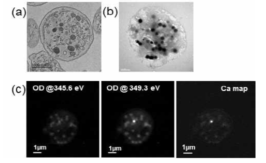 (a) 박편(thin-sectioned) 혈소판의 TEM 이미지 (b) 전재 (whole-mounted) 혈소판에서의 TEM 이미지 (c) Ca 분포맵