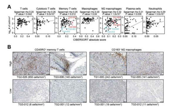 (A) CIBERSORT로 예측한 면역세포의 양과 면역조직화학으로 확인한 면역세포의 양 비교. 표기된 샘플은 (B)에서 대표 샘플로 확인 하였음. (B) CD45RO와 CD163으로 확인한 memory T cells과 M2 macrophages의 양. 단위 면적 (mm2) 당 확인된 세포 양을 표기하였음
