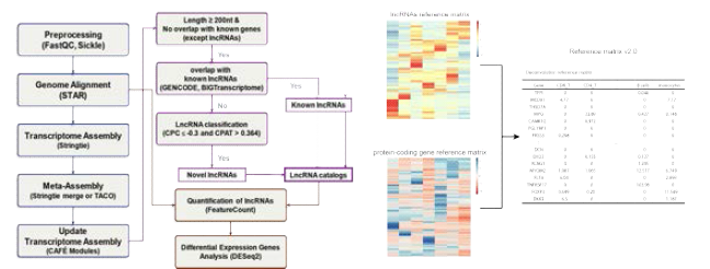 lncRNA 발현 지도 및 reference matrix v2.0 구축