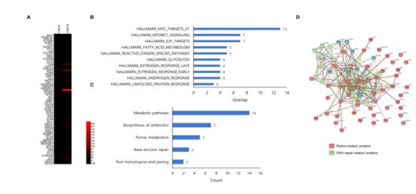 CD44 발현 억제 세포주의 secretome 분석 결과 중 대조군 세포주에 비해 증가된 단백질을 분석한 결과