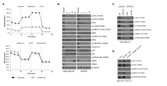 CTGF 발현 억제 세포주에서 glycolysis 의존적인 물질대사가 감소한 결과와 CTGF에 의한 작용기전을 확인한 결과